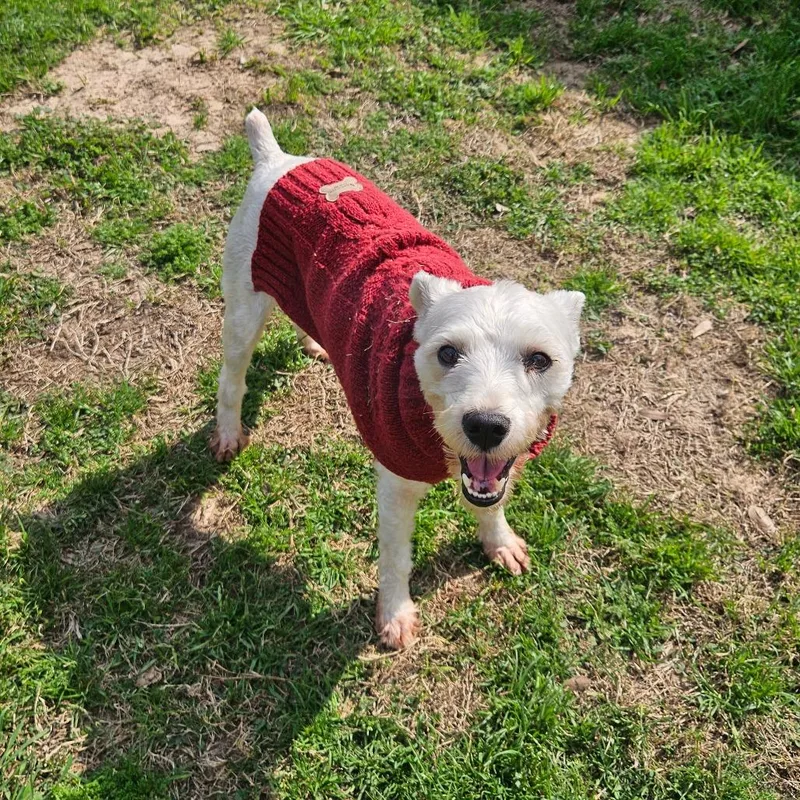 Sammy Wonder thumbnail 5