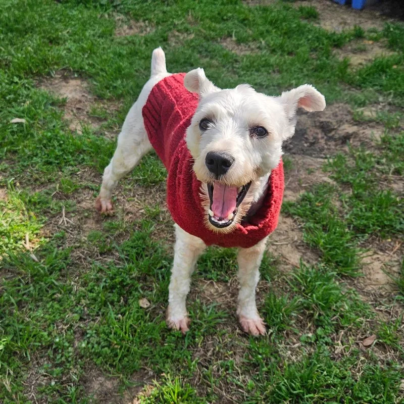 Sammy Wonder thumbnail 6