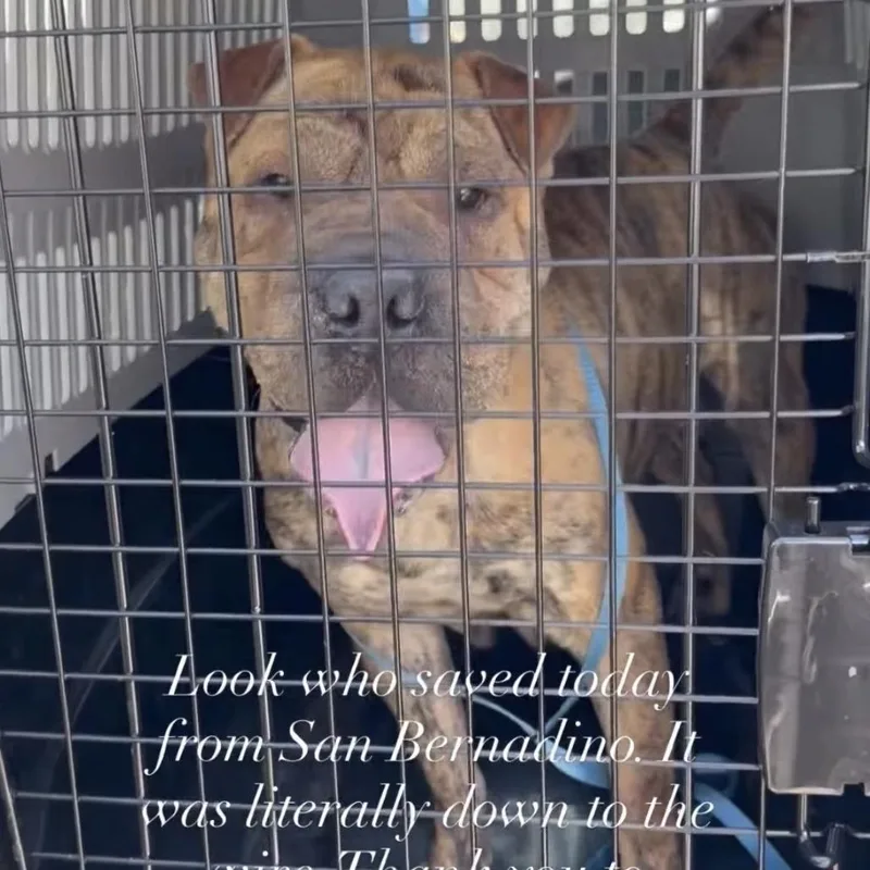 An adult small-sized female Shar-Pei dog named Francine for adoption in San Diego, CA