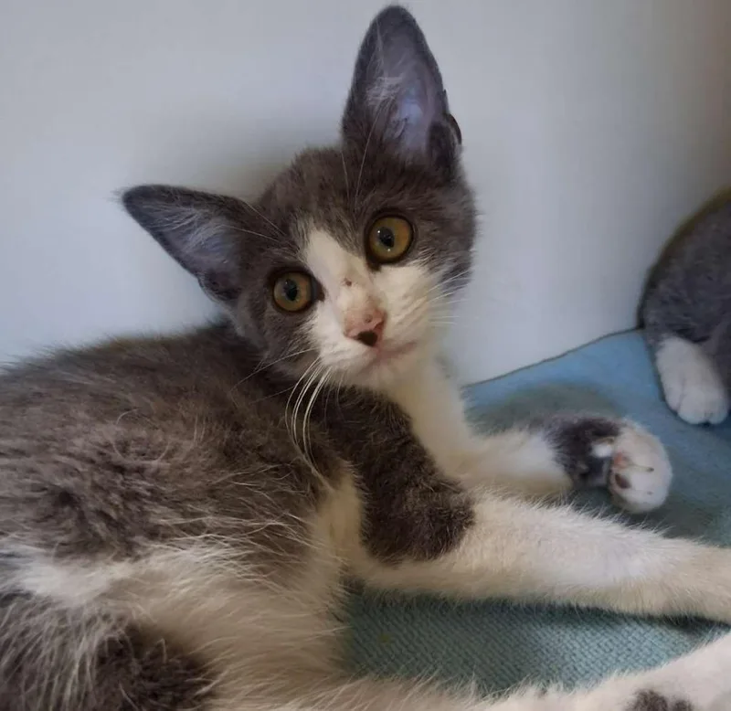 A baby small-sized female Domestic Short Hair cat named Lint Roller for adoption in Hillsboro, OH