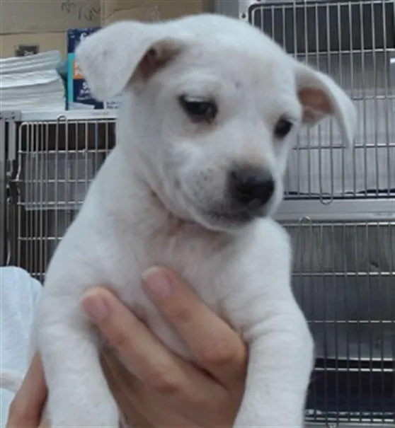 A baby medium-sized male Pit Bull Terrier dog named Yeti for adoption in Salinas, CA