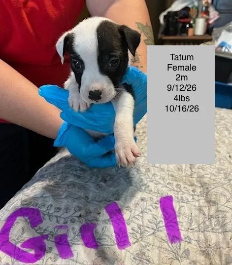 A baby small-sized female American Staffordshire Terrier dog named Tatum for adoption in Welling, OK