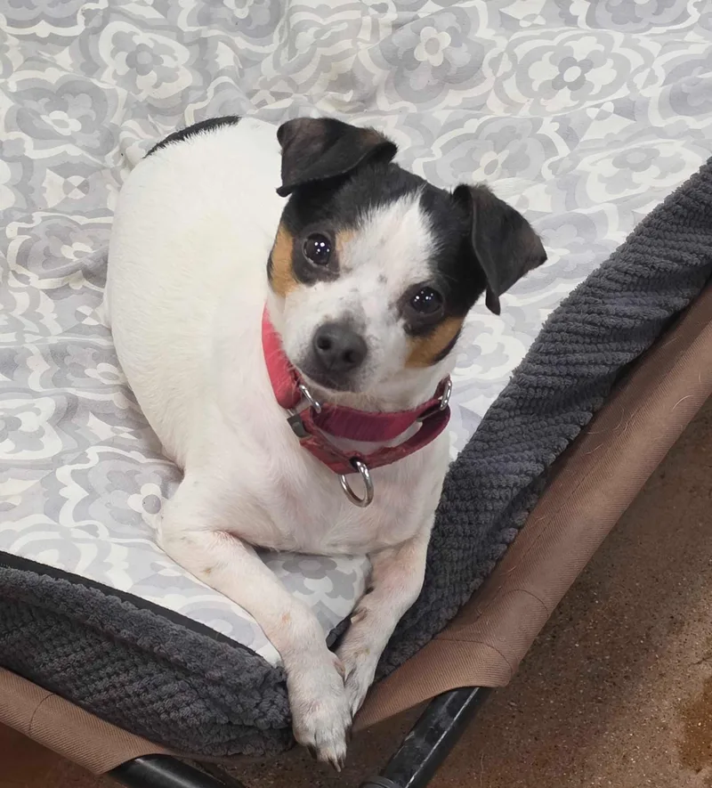 A senior small-sized male Terrier dog named Bobby for adoption in Lafayette, CA