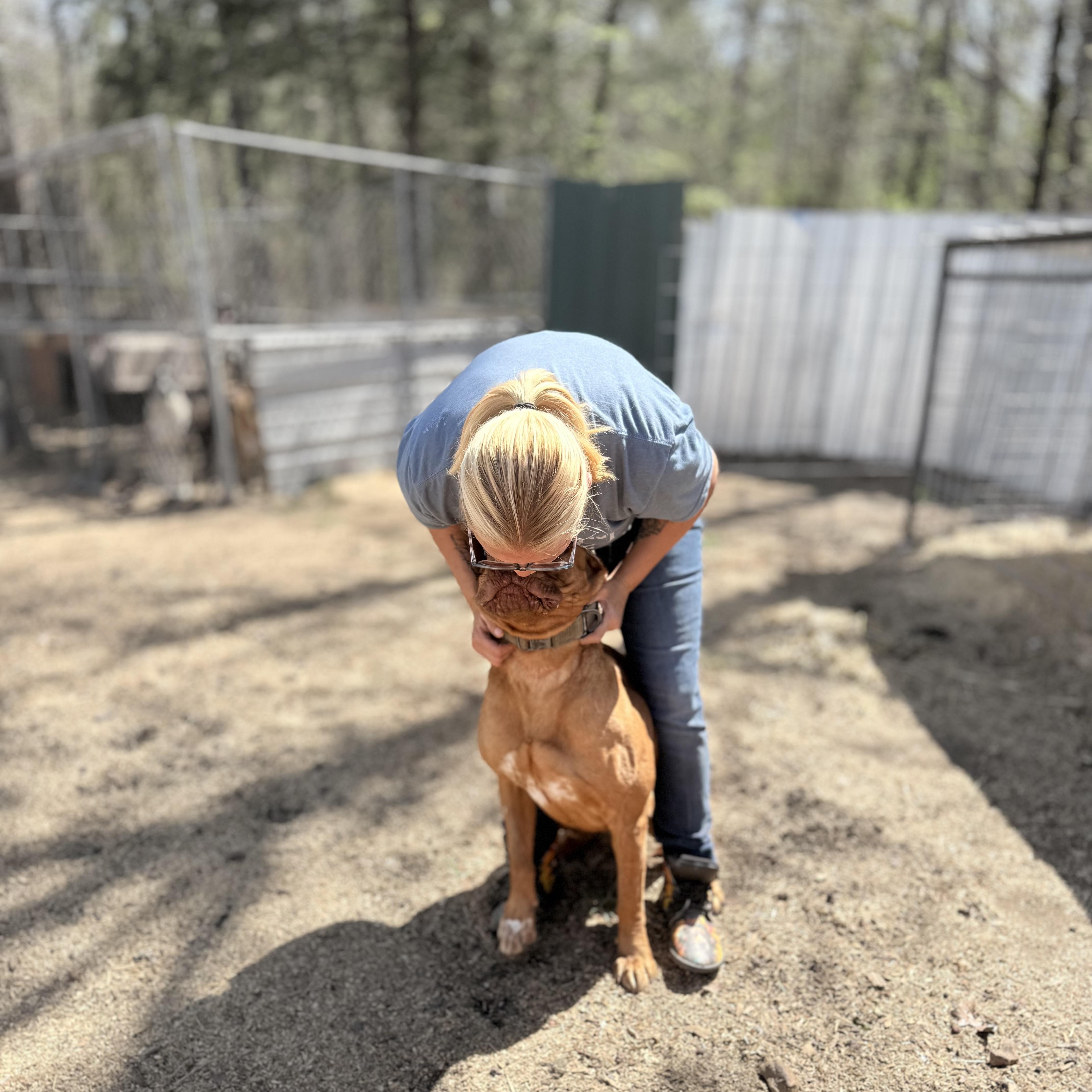 An adult large-sized female Dogue de Bordeaux dog named Danielle for adoption in Queen City, TX