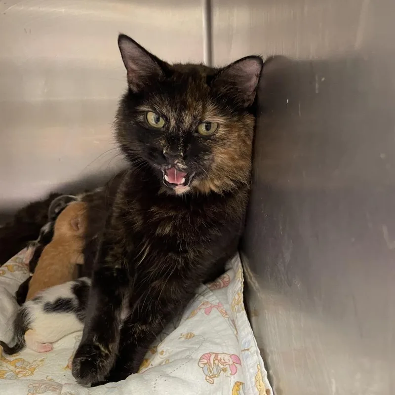 An adult medium-sized female Tortoiseshell Domestic Medium Hair cat named Dahlia for adoption in Brownsboro, AL