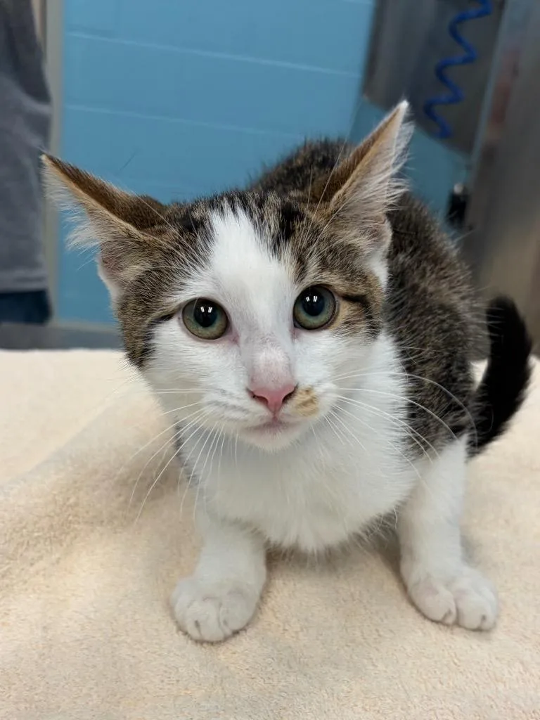 A young medium-sized male Domestic Short Hair cat named Tahini for adoption in Frankfort, KY