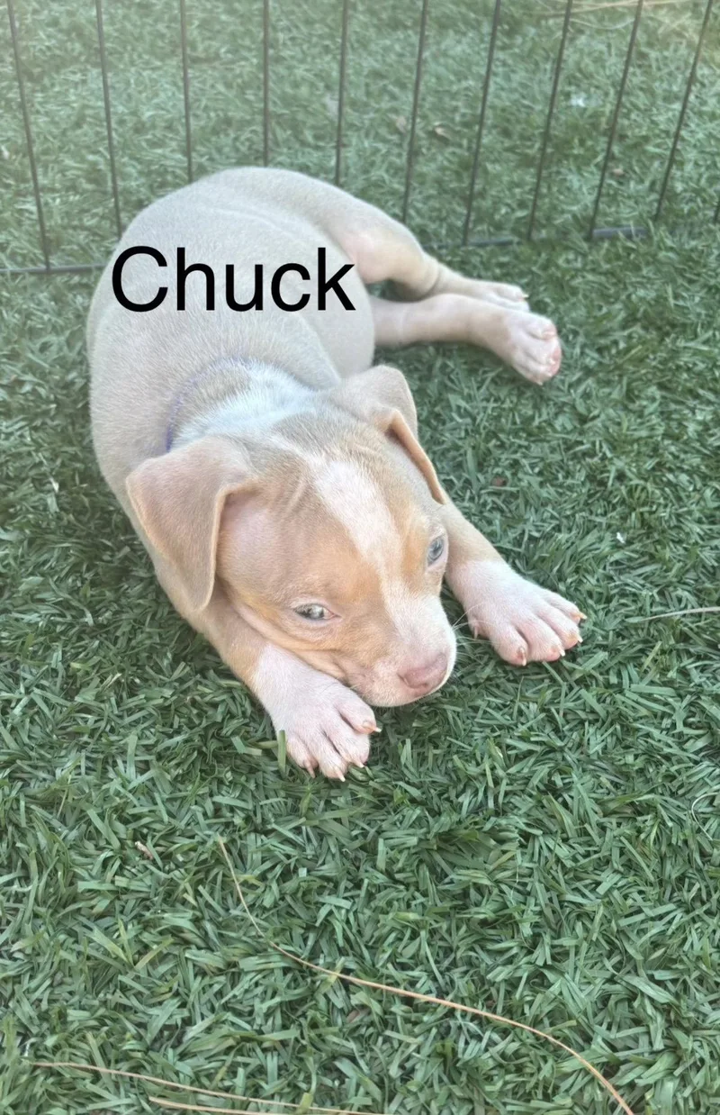 A baby medium-sized male American Staffordshire Terrier dog named Sweetie's Treats Chuck for adoption in San Diego, CA