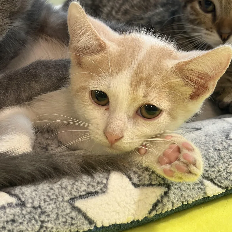 A baby medium-sized male Orange & White Domestic Short Hair cat named Goofy for adoption in Charleston, SC