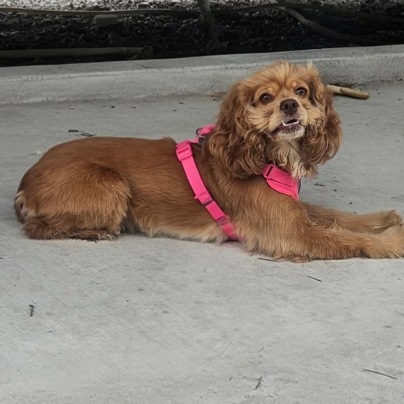An adult small-sized female Golden Cocker Spaniel dog named Jolene for adoption in CORPUS CHRISTI, TX