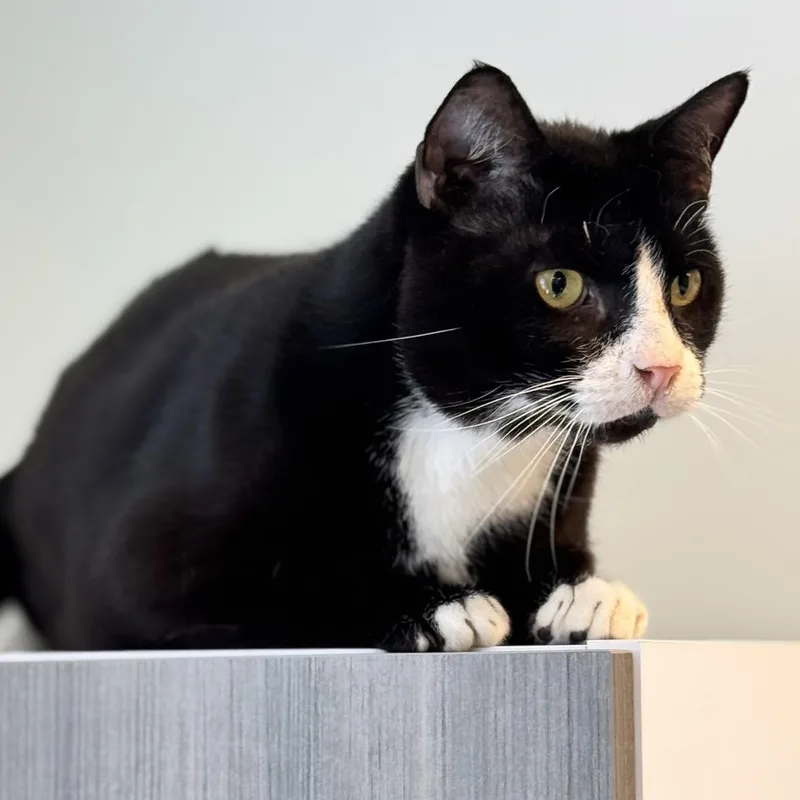 An adult large-sized male Black & White / Tuxedo Domestic Short Hair cat named Freshado for adoption in Syosset, NY