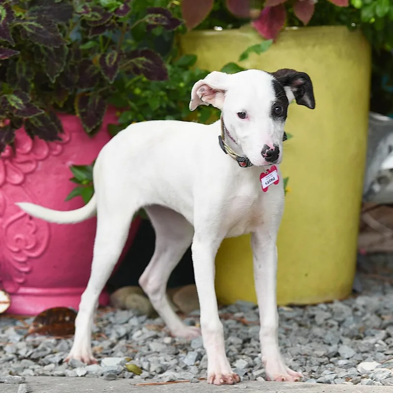 An adult small-sized female Black Feist dog named Karma for adoption in Wake Forest, NC