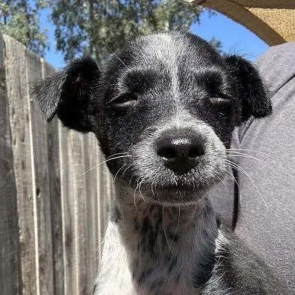 A baby small-sized male Black Spaniel dog named Pedro for adoption in Sonoma, CA