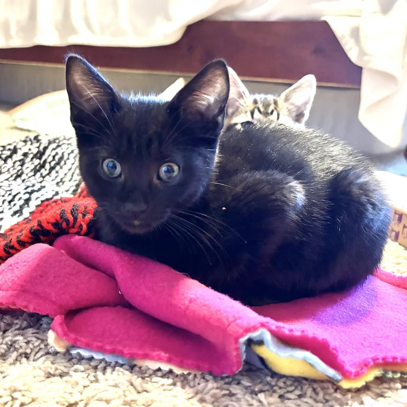 A baby small-sized male Black Domestic Short Hair cat named Vincent Levine for adoption in Morrison, CO