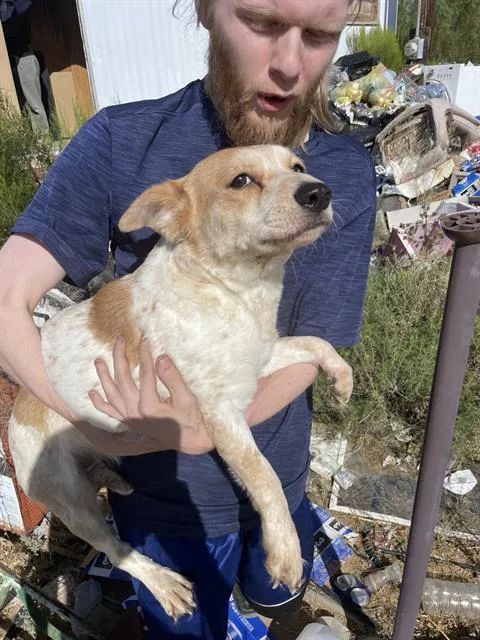 A young medium-sized female Terrier dog named Greta for adoption in Tucson, AZ