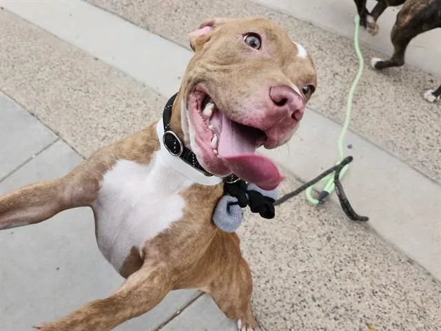A young large-sized female Pit Bull Terrier dog named Orangesicle for adoption in Phoenix, AZ
