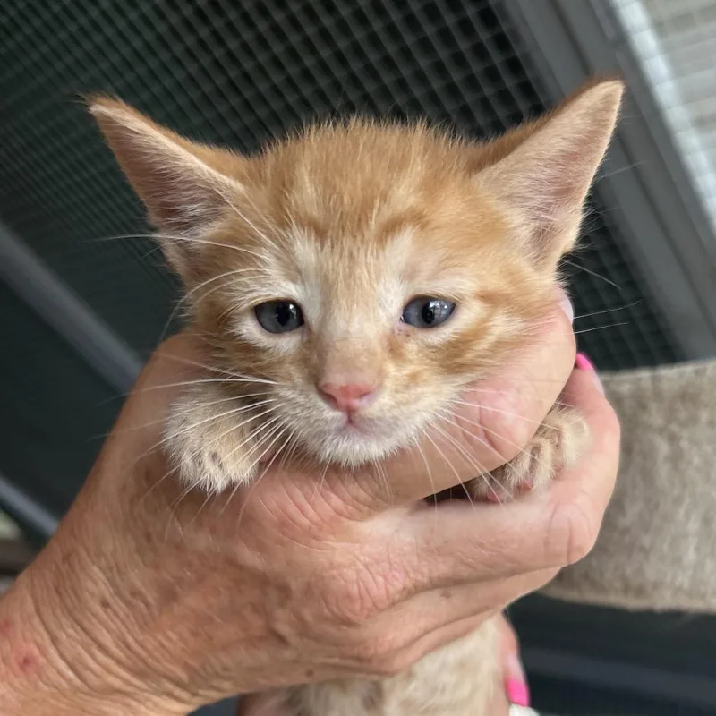 A baby small-sized male Orange / Red Domestic Short Hair cat named Freidrich for adoption in Boerne, TX