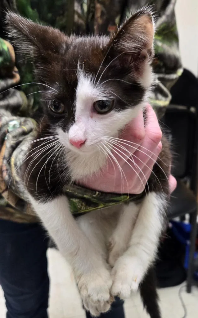 A baby medium-sized female Domestic Short Hair cat named Cheese for adoption in Mount Gilead, NC