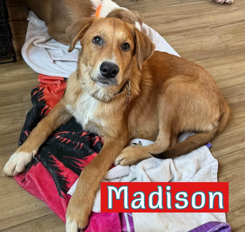 A baby large-sized female Golden Retriever dog named Madison for adoption in Keller, TX