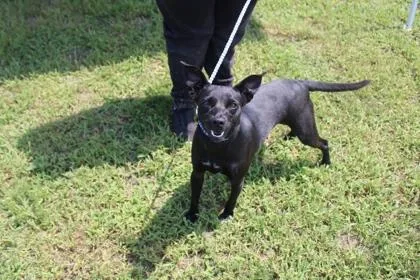 An adult medium-sized female Mixed Breed dog named Care Bear for adoption in Kenansville, NC