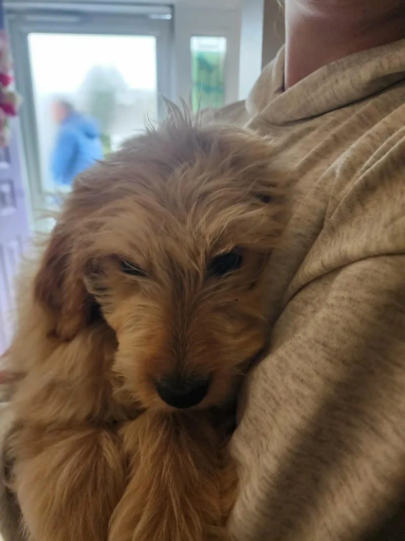 A young medium-sized female Goldendoodle dog named Eleanor for adoption in Monticello, NY