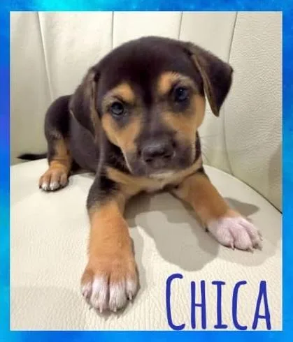 A baby medium-sized female Bicolor Mixed Breed dog named Chica for adoption in Chino valley, AZ