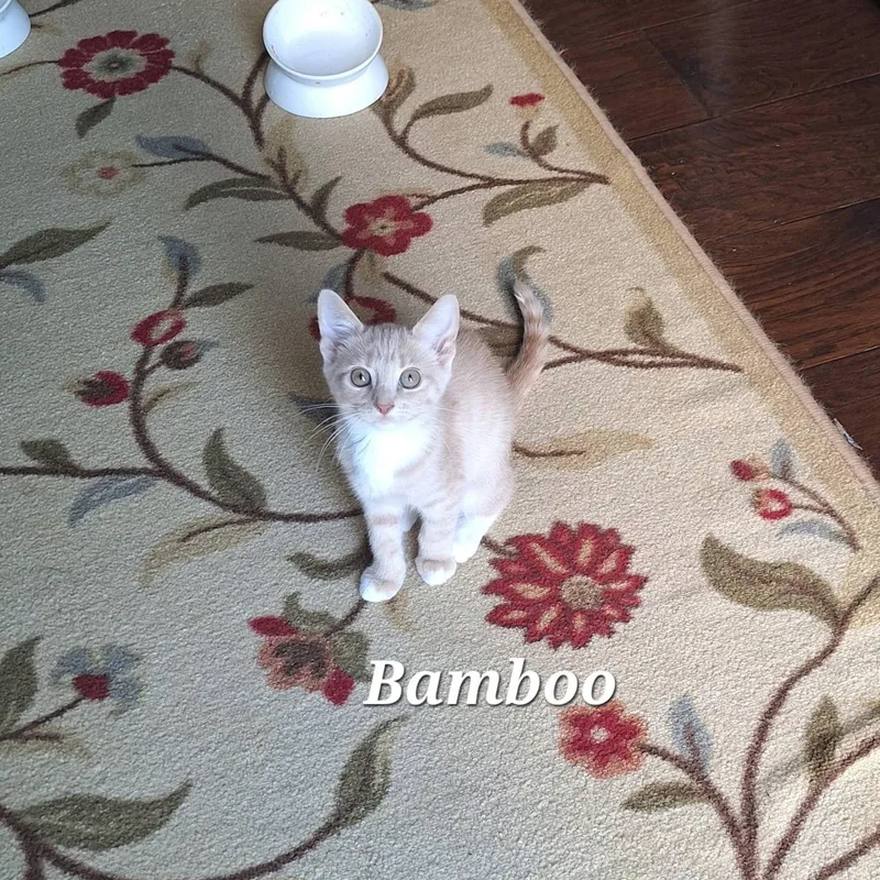 Bamboo thumbnail 5