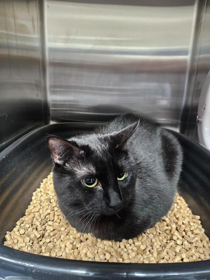 An adult medium-sized female Domestic Short Hair cat named Pippa for adoption in Maryville, TN