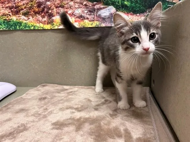 A baby small-sized male Domestic Medium Hair cat named A for adoption in Moreno Valley, CA