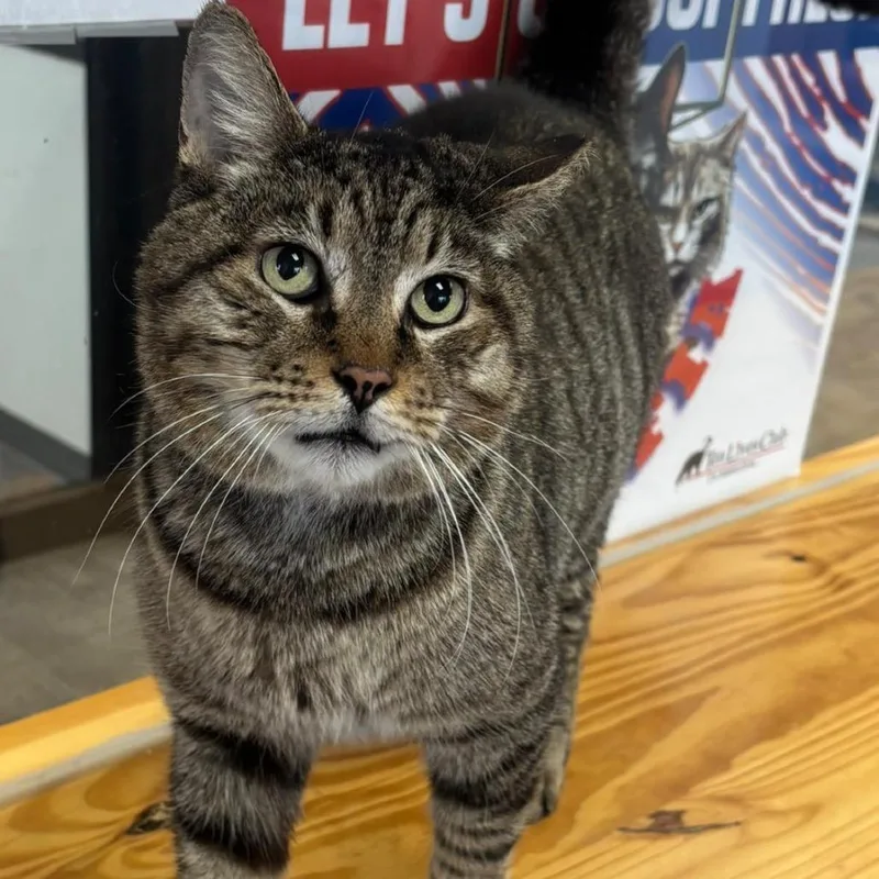 An adult large-sized male Brown / Chocolate Domestic Short Hair cat named Tater for adoption in Hamburg, NY