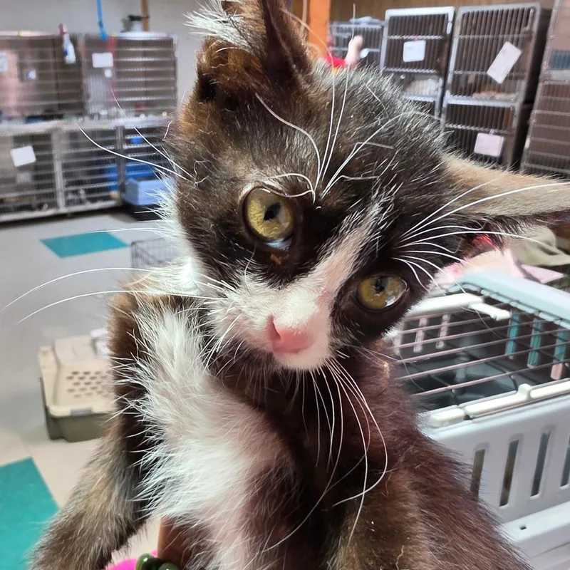 A baby small-sized female Black Domestic Short Hair cat named Annika for adoption in Leander, TX