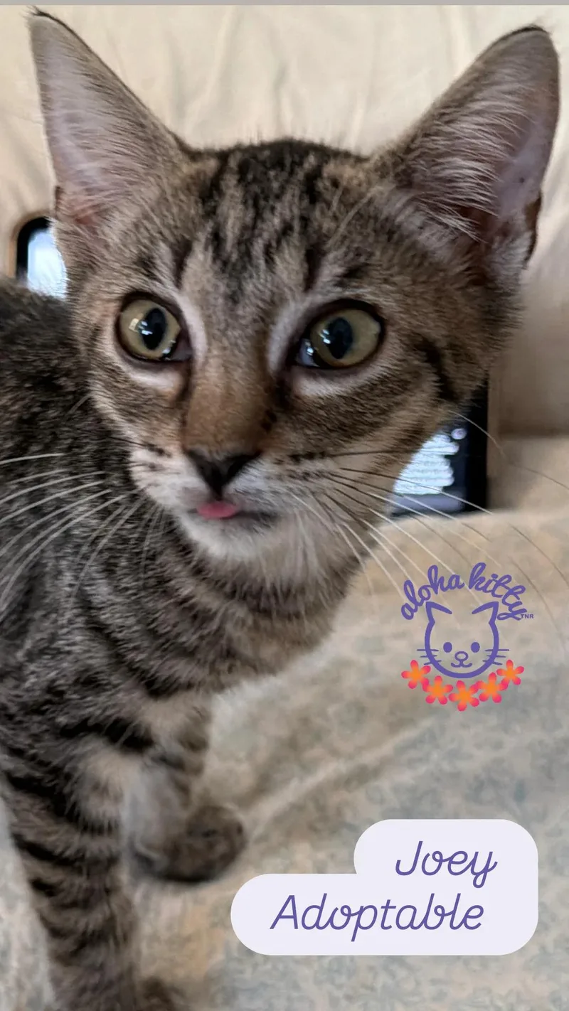 A baby medium-sized male Tabby (Buff / Tan / Fawn) Domestic Short Hair cat named Joey for adoption in Honolulu, HI