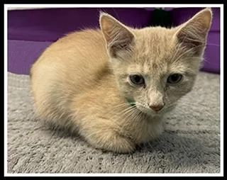 A baby small-sized male Domestic Short Hair cat named Colored Pencil for adoption in Peoria, IL