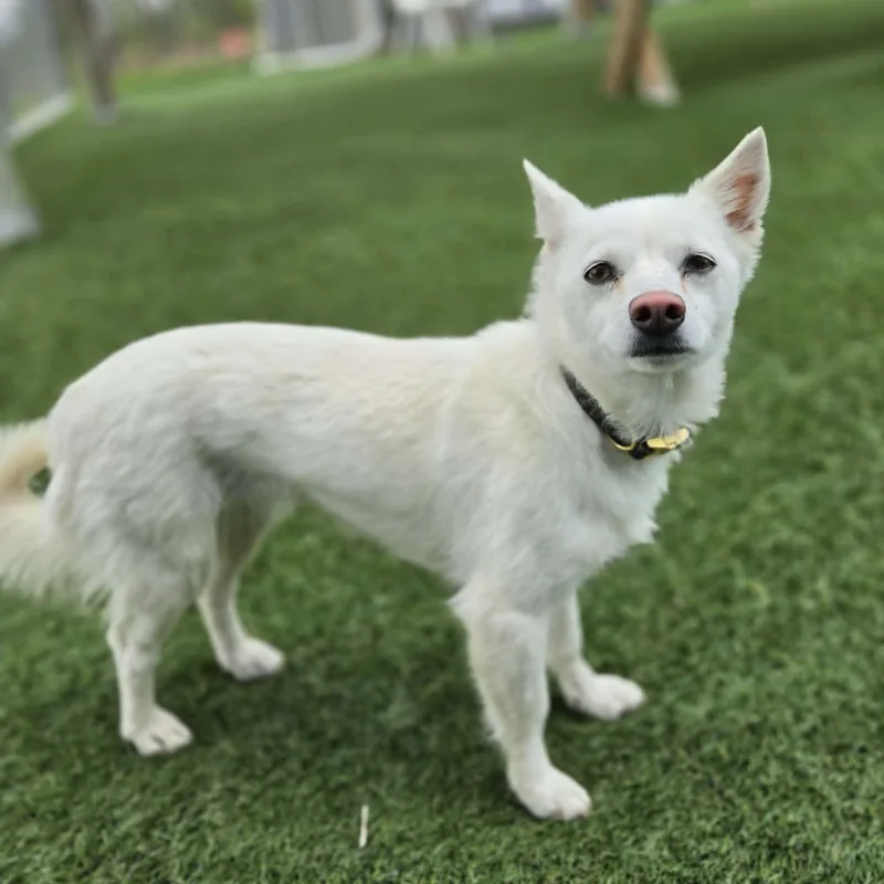 An adult small-sized female White / Cream American Eskimo Dog dog named Trixie for adoption in Sparta, WI