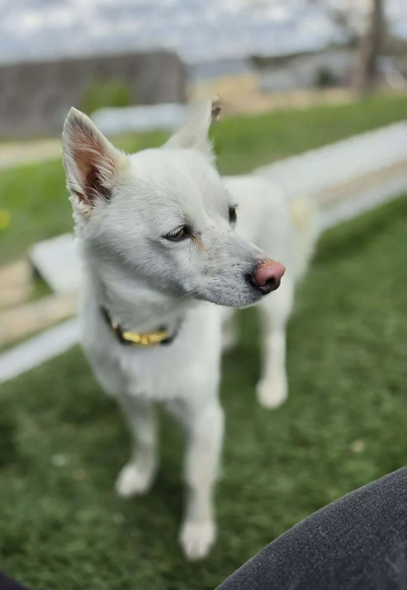 Trixie thumbnail 5