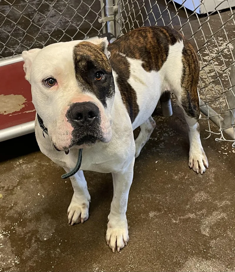 An adult large-sized male White / Cream American Bully dog named Brady HOLD for adoption in Canton, OH