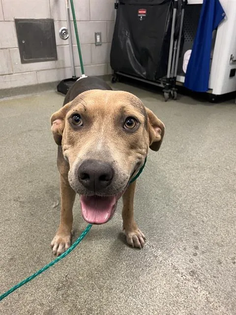 A young large-sized female Mixed Breed dog named Macy for adoption in Dallas, TX