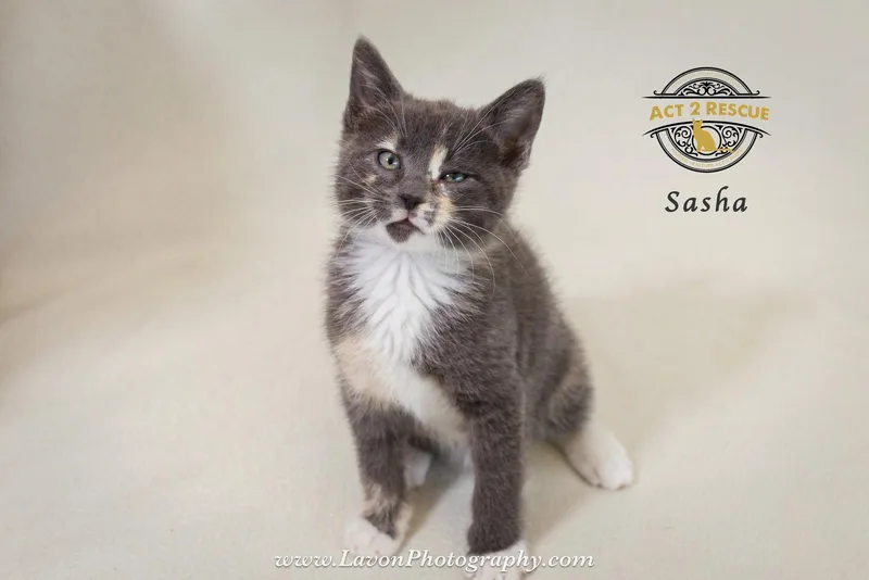 A baby medium-sized female Domestic Short Hair cat named Sasha for adoption in Riverside, CA