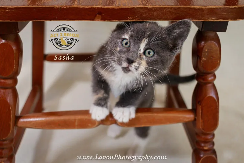 Sasha thumbnail 2