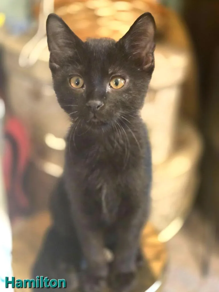 A baby small-sized male Domestic Short Hair cat named Hamilton for adoption in Magnolia, TX