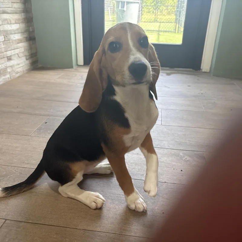 A baby small-sized female Yellow / Tan / Blond / Fawn Beagle dog named EVQ aka Kristy for adoption in LOXAHATCHEE, FL