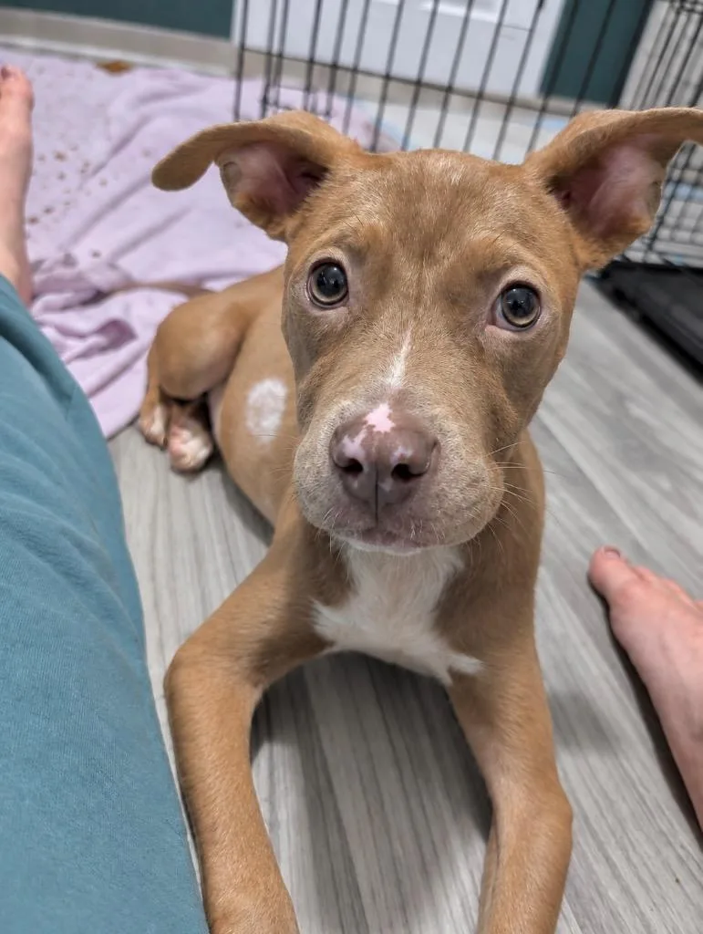 A baby large-sized female Terrier dog named Bambi for adoption in Princeton, MA