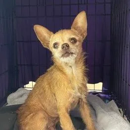 A senior small-sized female Red / Chestnut / Orange Chihuahua dog named Eunice for adoption in Ramona, CA