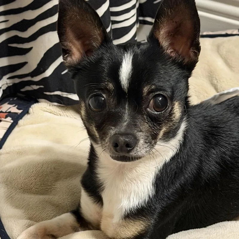 An adult small-sized male Black Chihuahua dog named Lego for adoption in New Orleans, LA