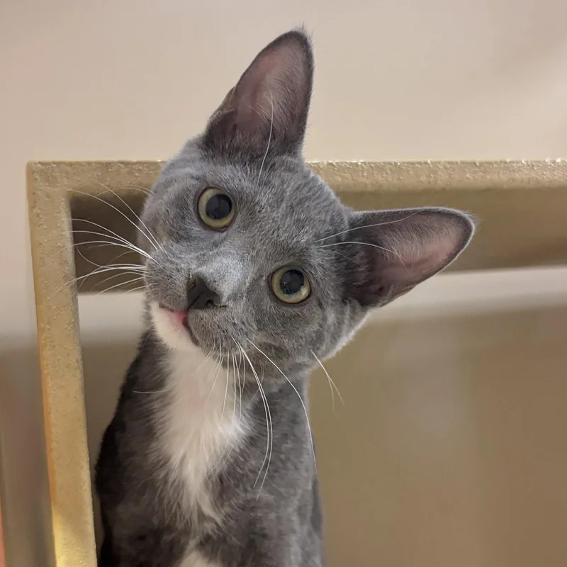 A baby medium-sized male Gray & White Domestic Short Hair cat named Oliver for adoption in Sonora, CA