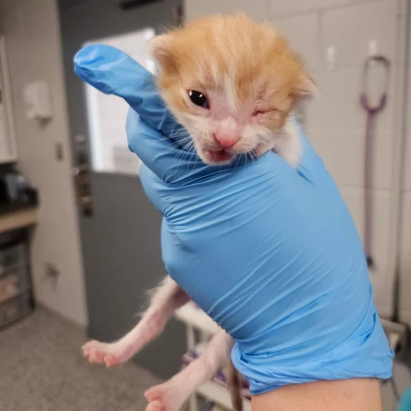 A baby small-sized male Orange / Red Domestic Short Hair cat named Skippyjon for adoption in Greenville, SC
