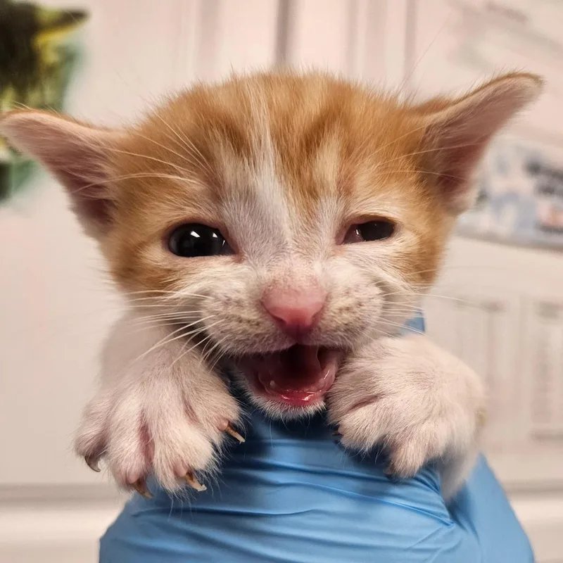 Skippyjon thumbnail 2