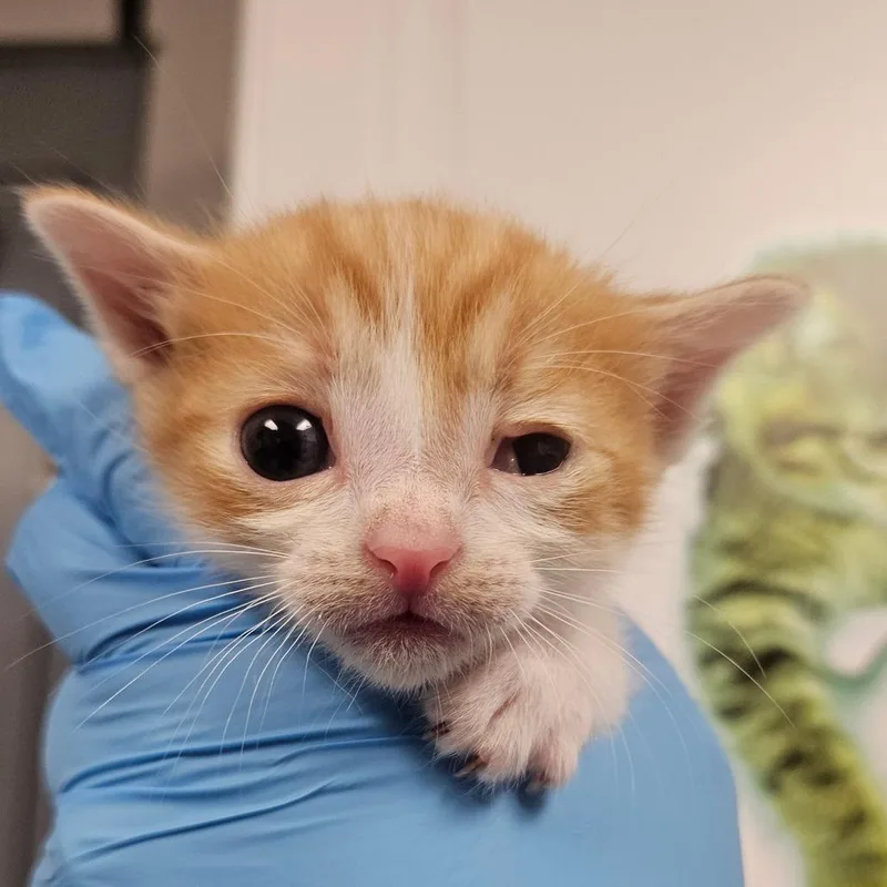 Skippyjon thumbnail 3