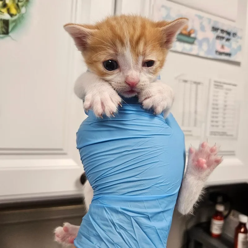 Skippyjon thumbnail 4