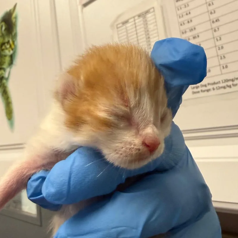 Skippyjon thumbnail 5