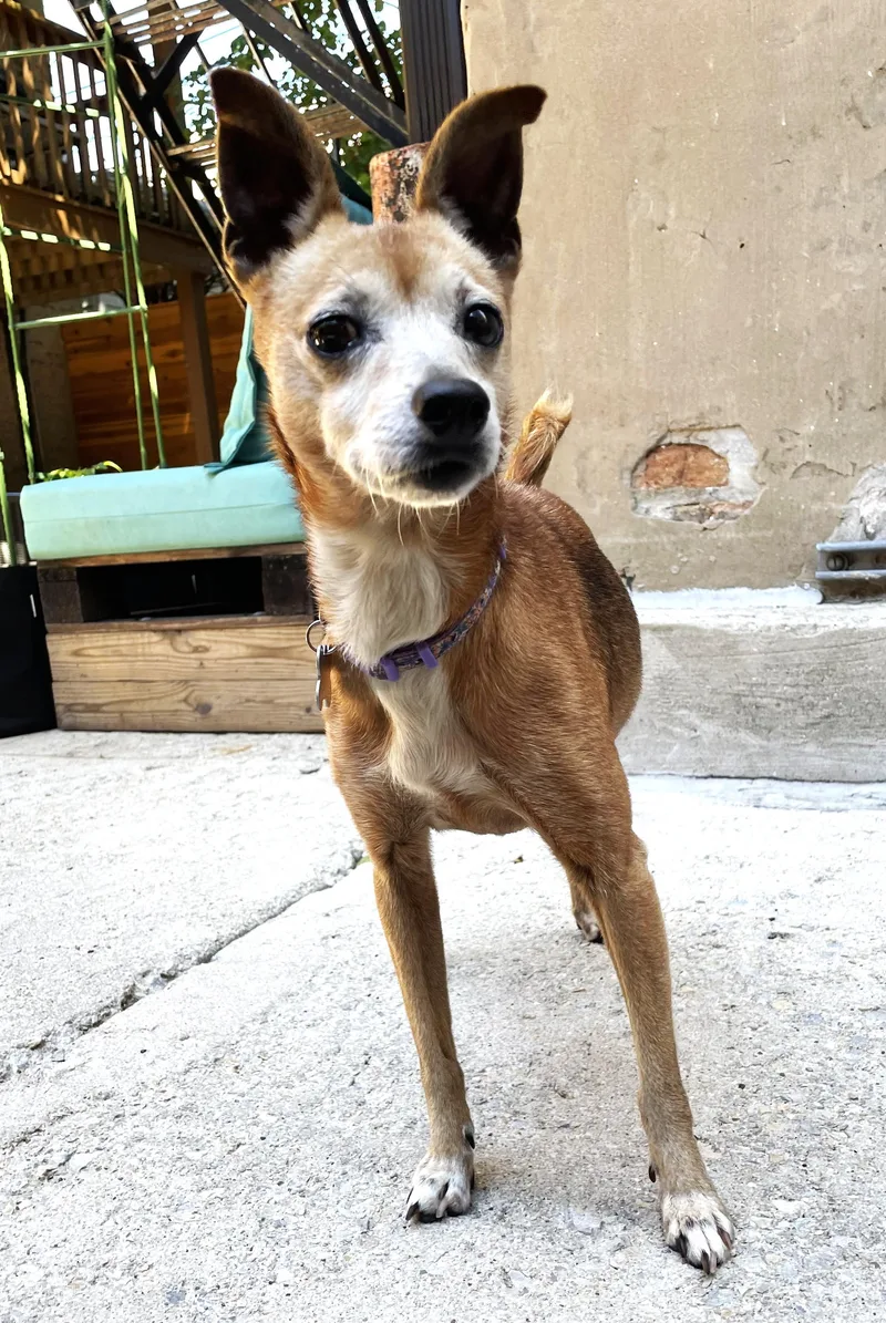A senior small-sized female Terrier dog named Ruth for adoption in Palatine, IL